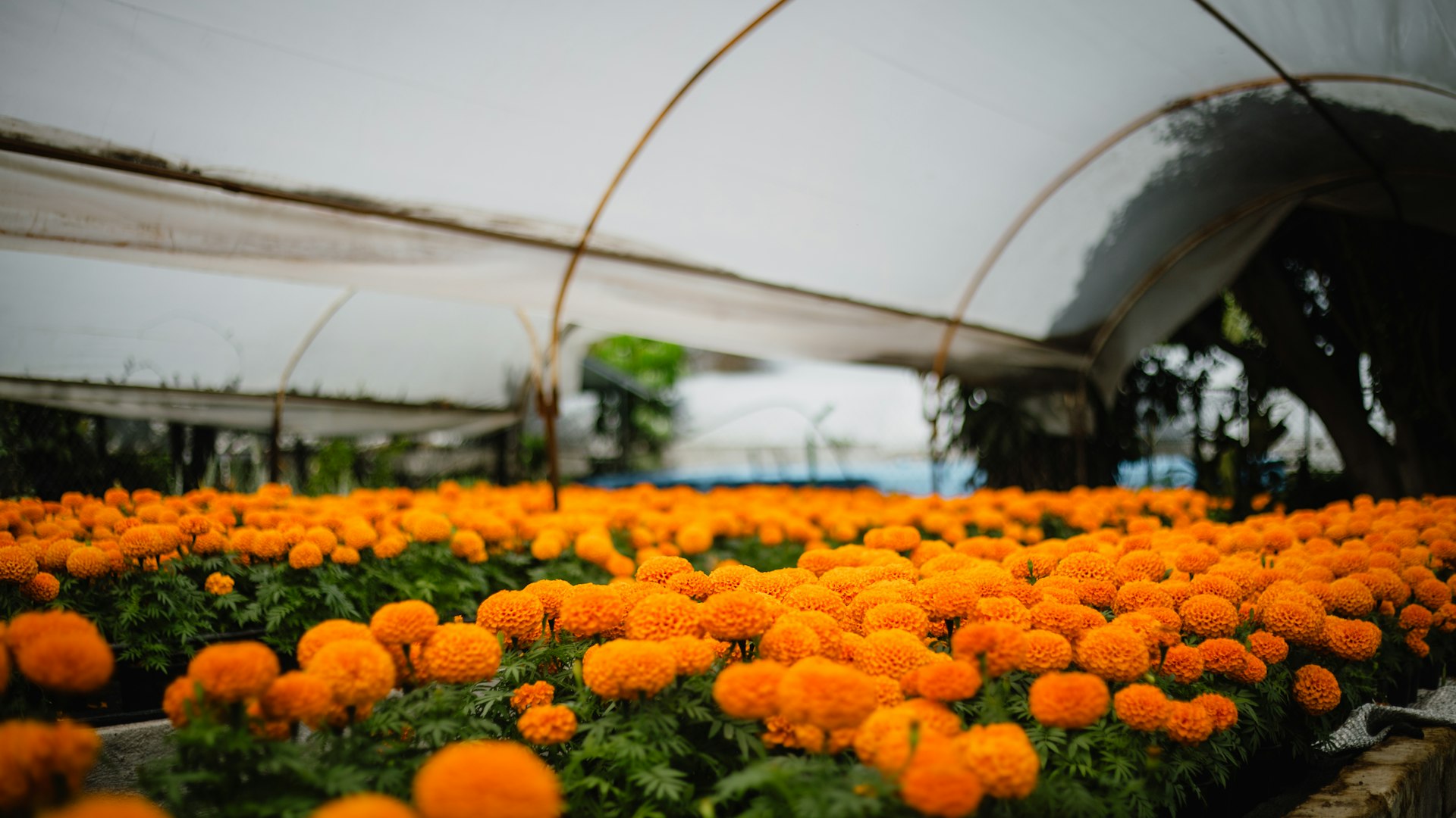 A field of orange flowers in a greenhouse